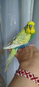 Напівчехи, малюки