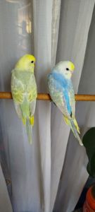 Хвилясті папуги, райдужні