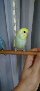 Хвилясті папуги, райдужні