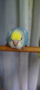 Хвилясті папуги, райдужні