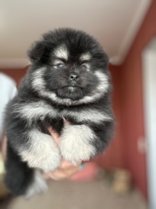 Дівчатка померанського шпіца