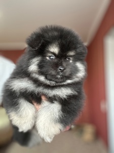 Дівчатка померанського шпіца