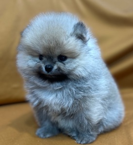 Дівчатка померанського шпіца
