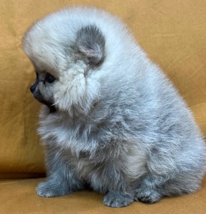 Дівчатка померанського шпіца