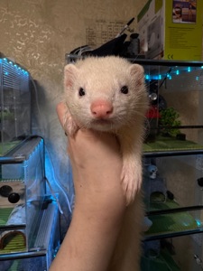 Хорек девочка