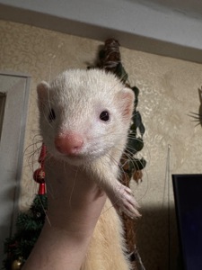 Хорек девочка