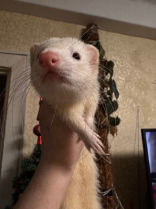 Хорек девочка