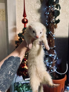 Хорек девочка