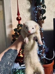 Хорек девочка