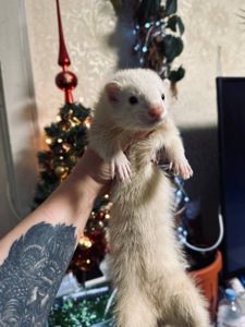 Хорек девочка