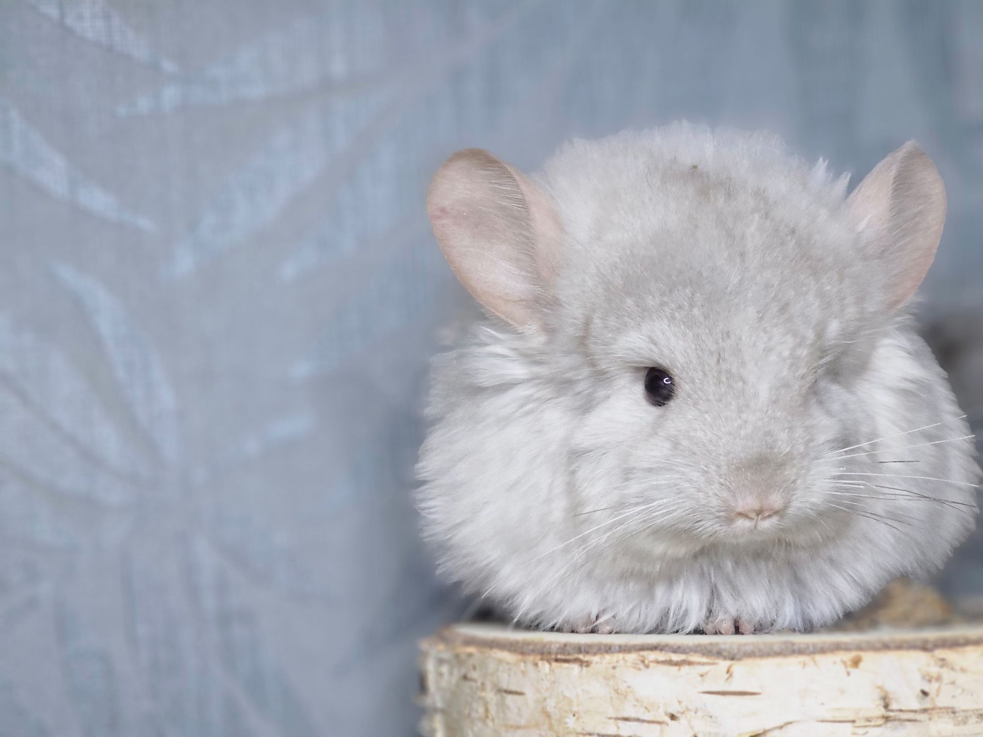 Маленькі і Дуже Гарні Шиншилята