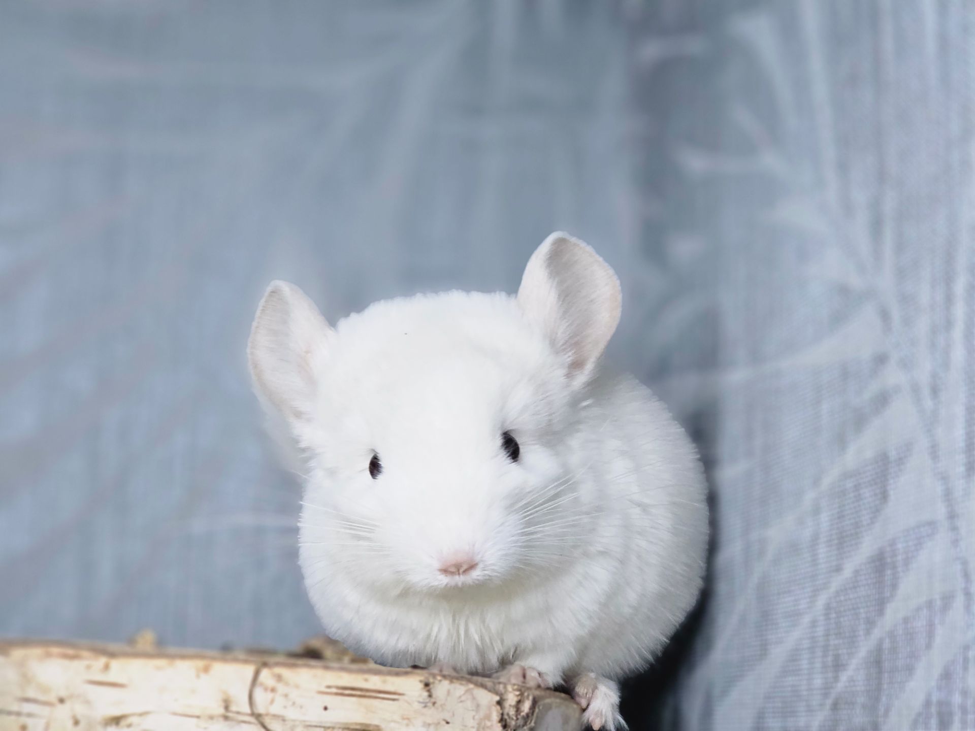 Маленькі і Дуже Гарні Шиншилята