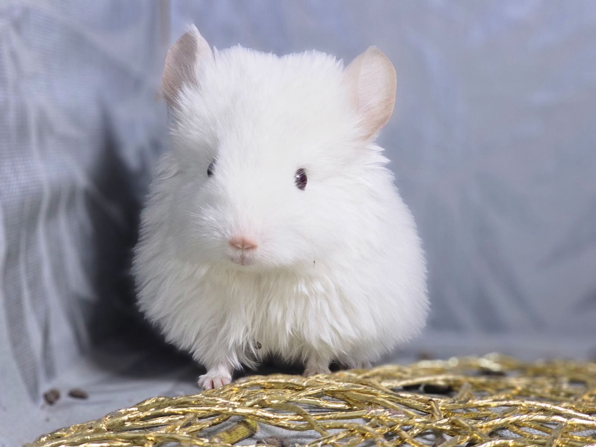 Маленькі і Дуже Гарні Шиншилята