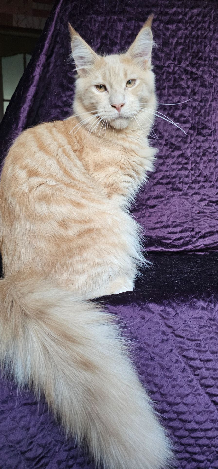 Крем мальчик мейн кун