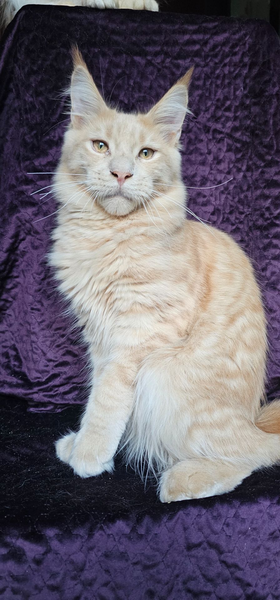 Крем мальчик мейн кун