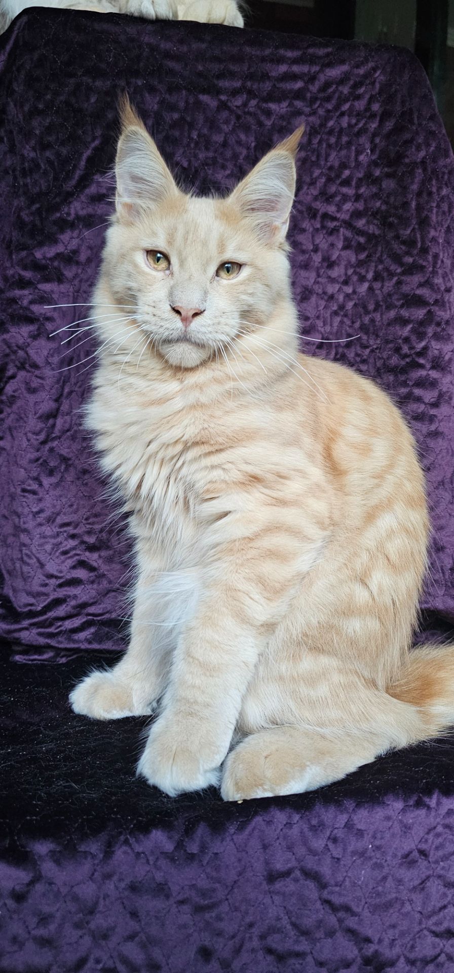 Крем мальчик мейн кун