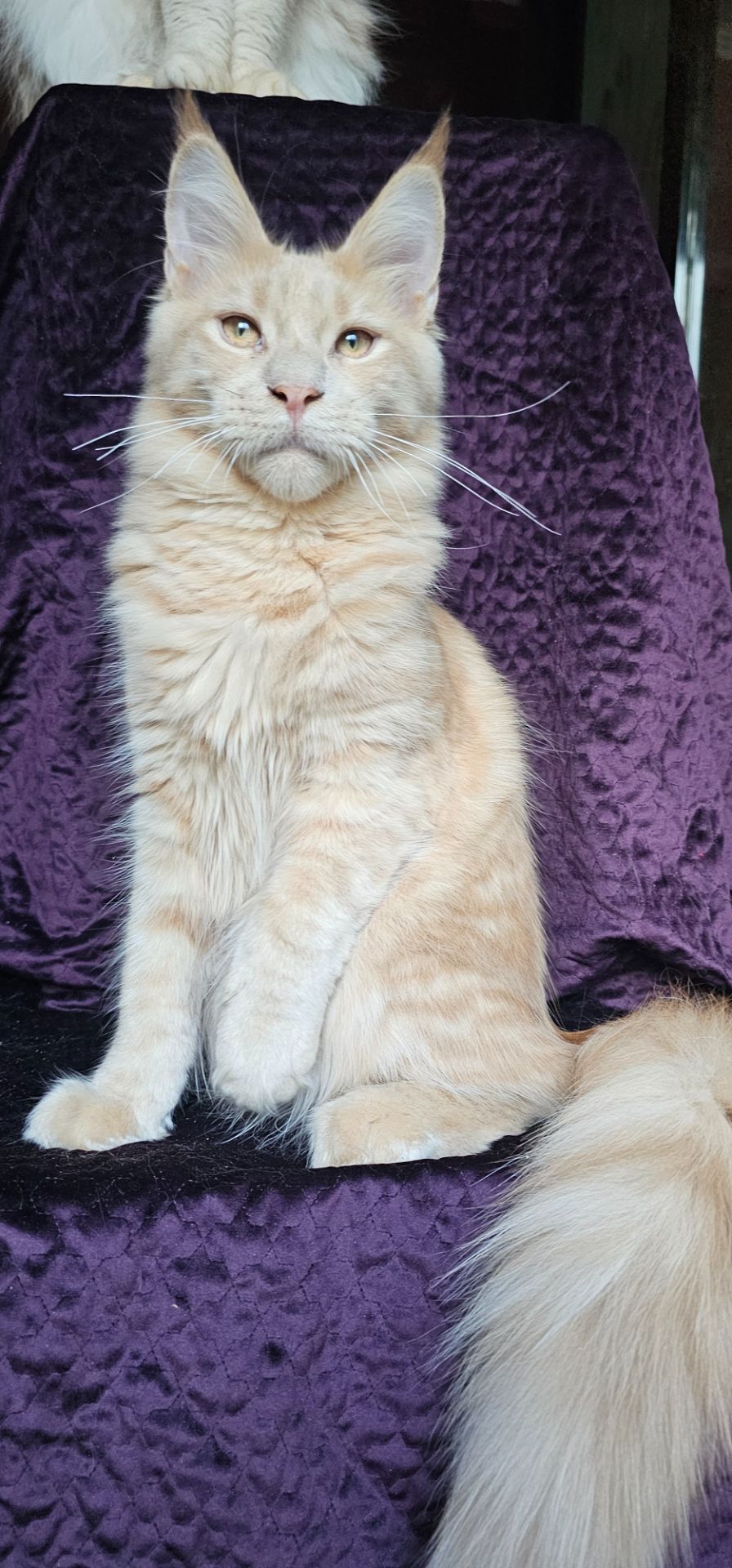 Крем мальчик мейн кун