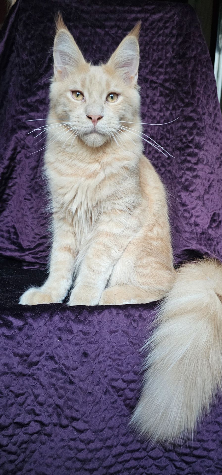 Крем мальчик мейн кун