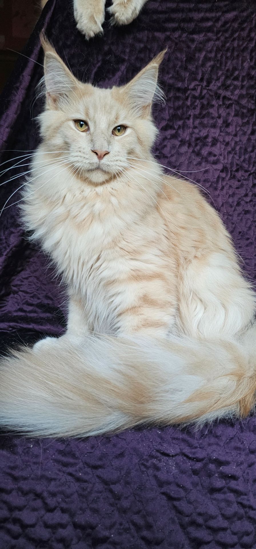 Пломбир мальчик мейн кун