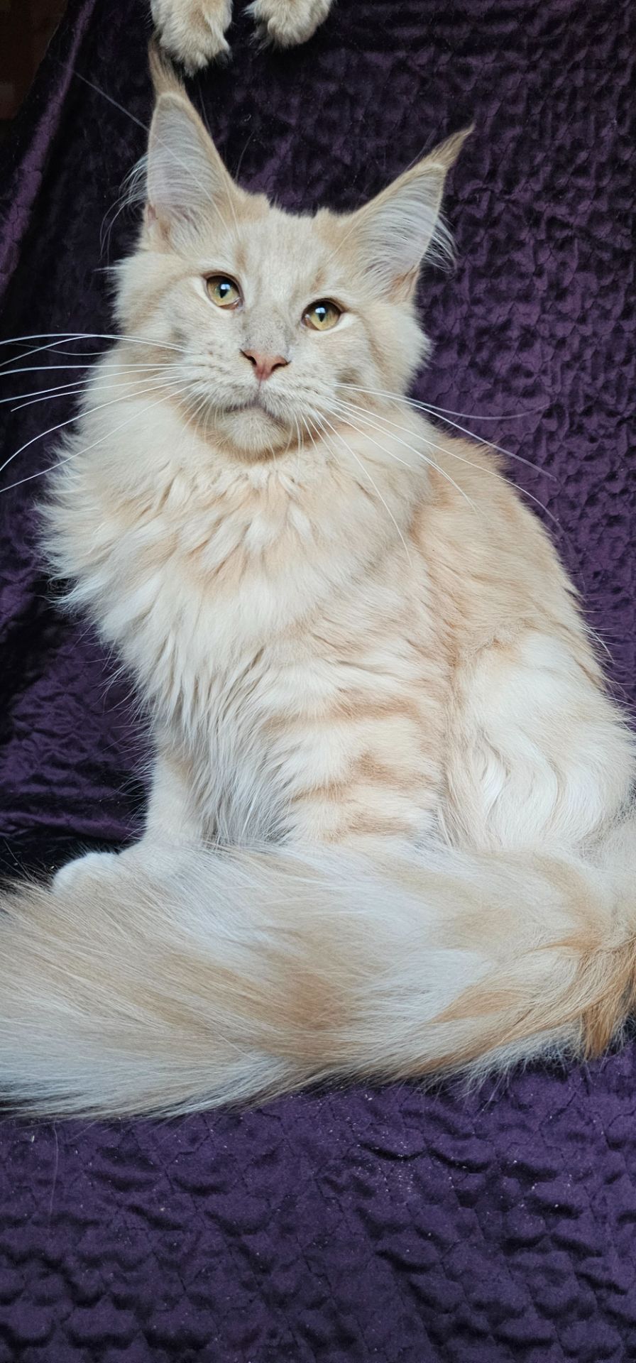 Пломбир мальчик мейн кун