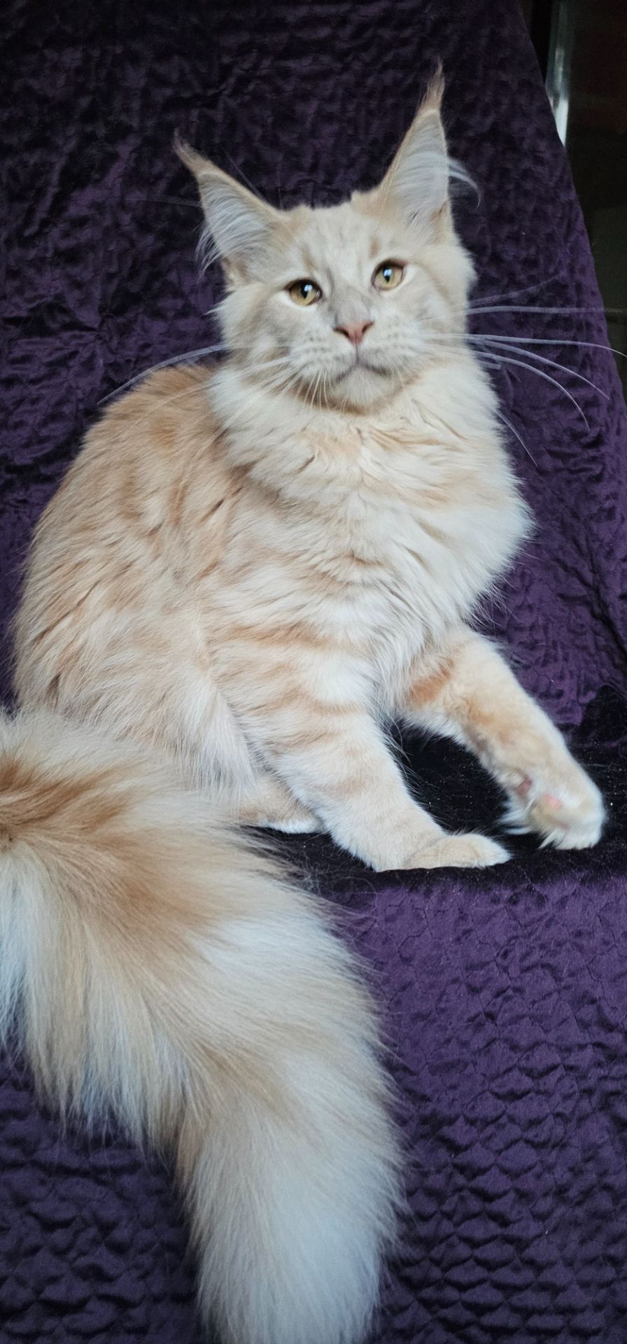 Пломбир мальчик мейн кун