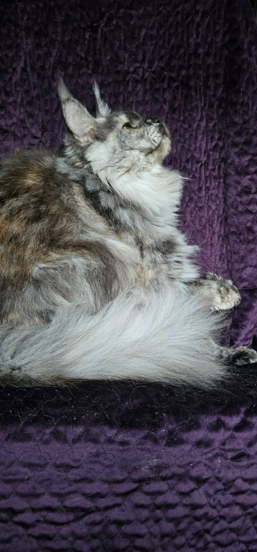 Кукольная девочка мейн кун