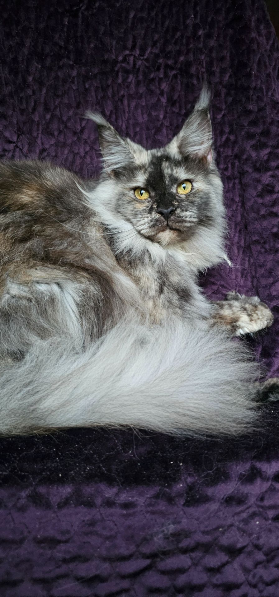 Кукольная девочка мейн кун