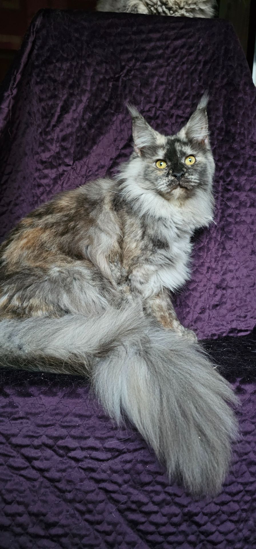 Кукольная девочка мейн кун