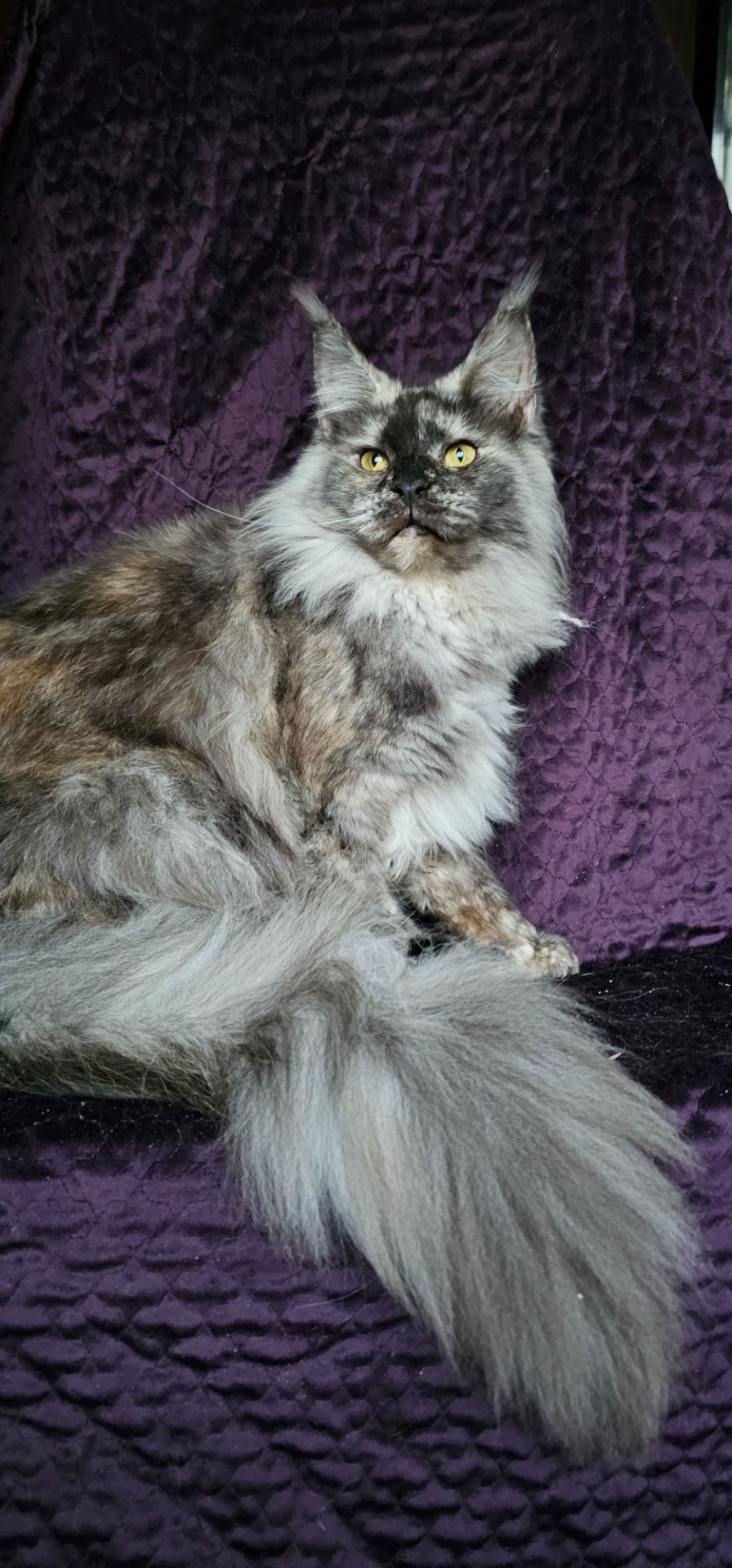 Кукольная девочка мейн кун