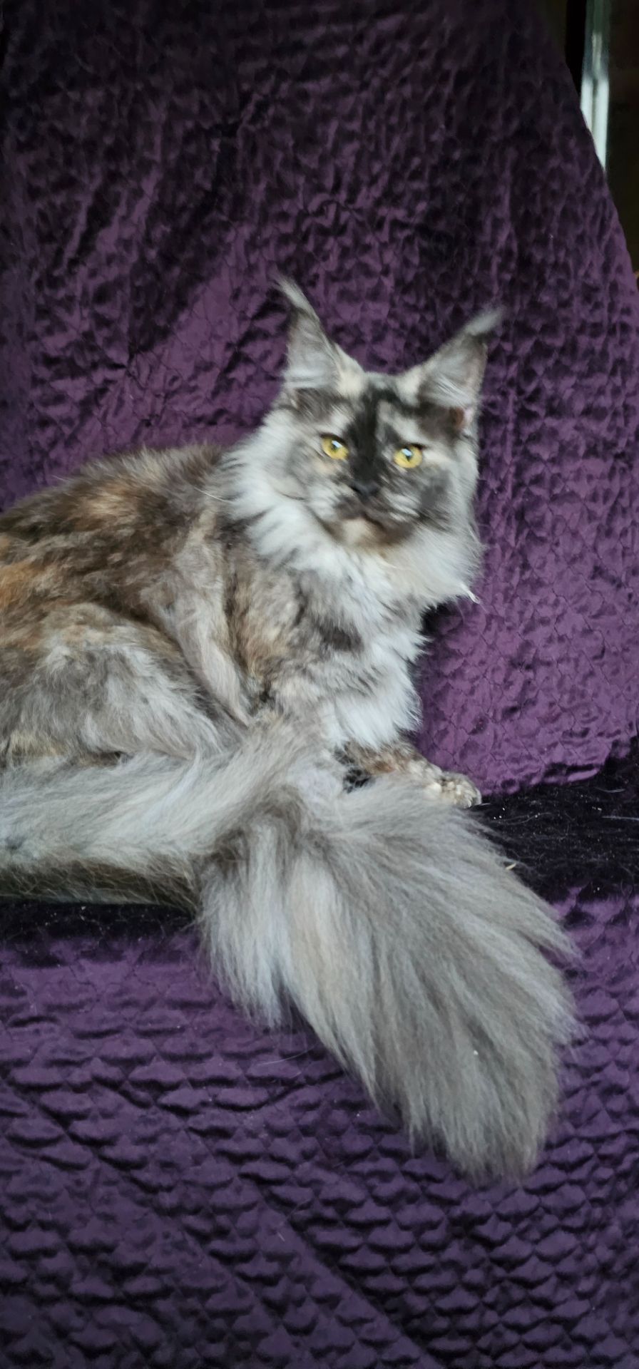 Кукольная девочка мейн кун