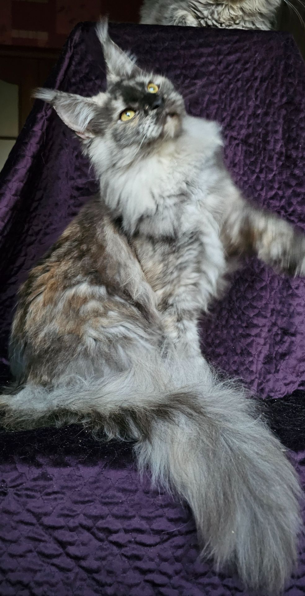 Кукольная девочка мейн кун