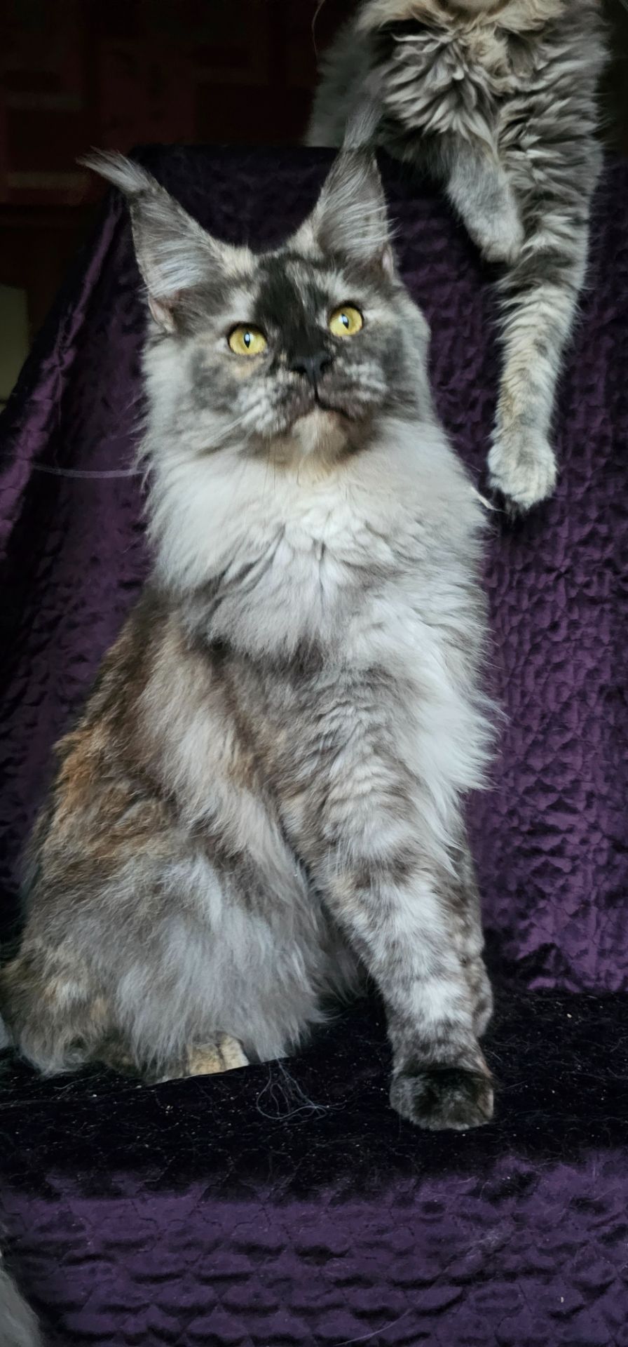 Кукольная девочка мейн кун