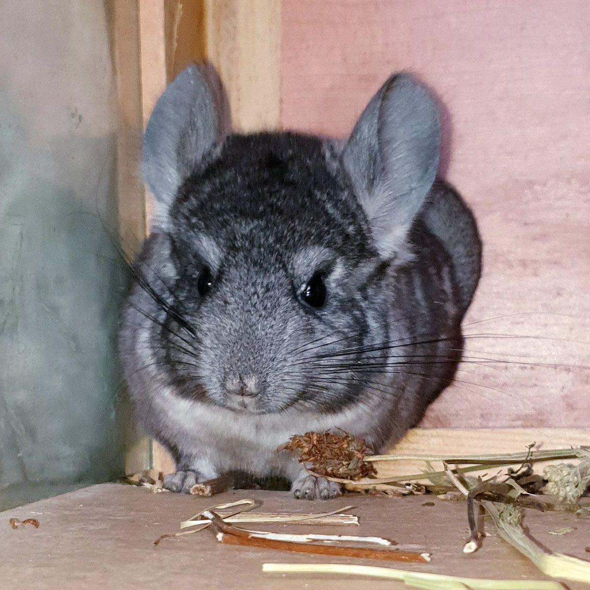 Маленький самец шиншиллы Стандарт носитель ангоры