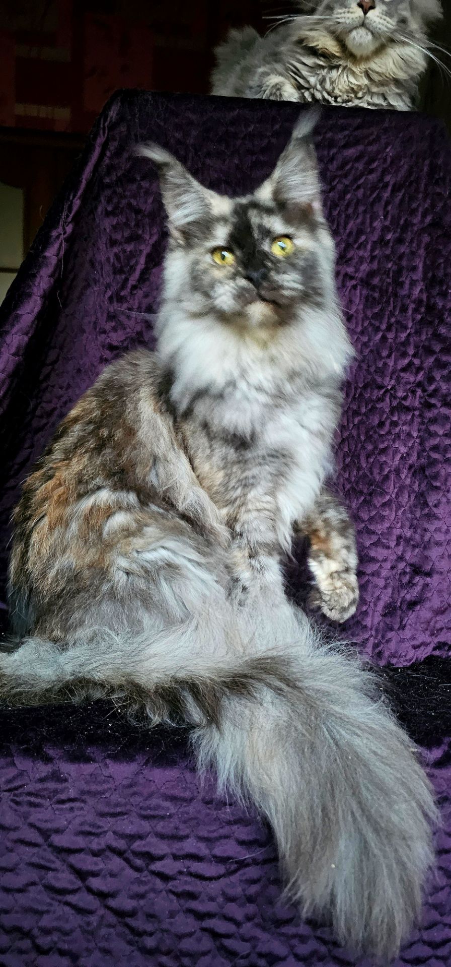 Кукольная девочка мейн кун