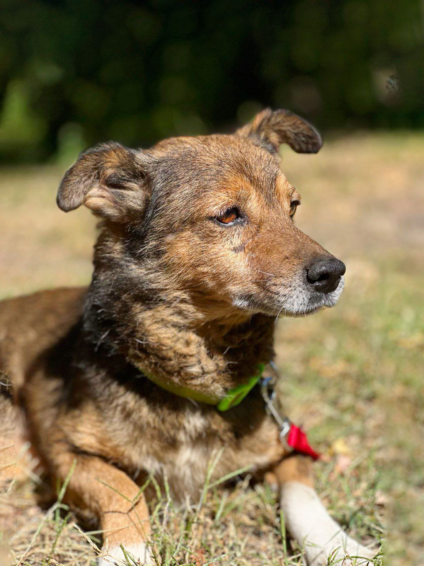 Песик ЛЕГО, дружній до котів