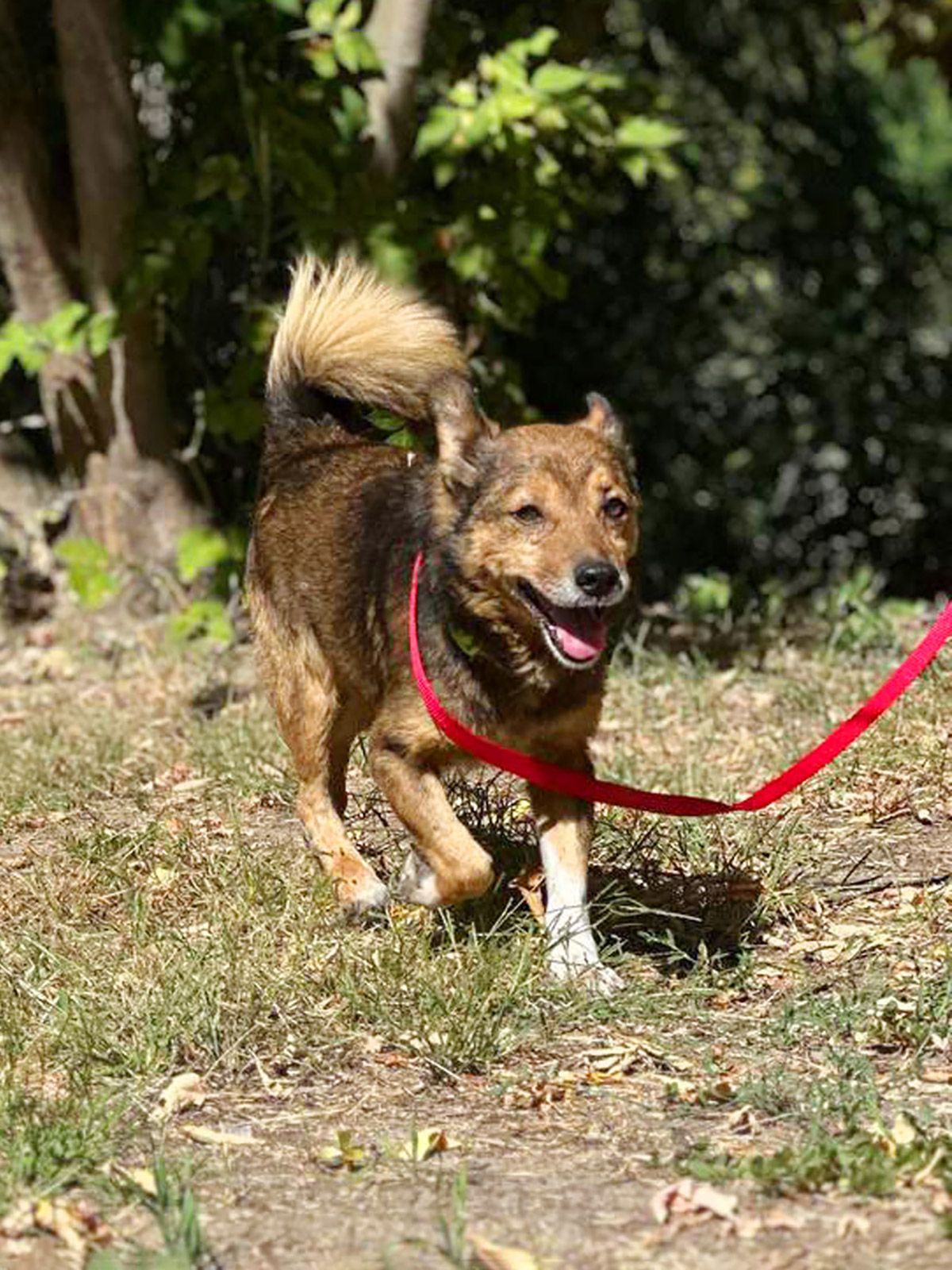 Песик ЛЕГО, дружній до котів