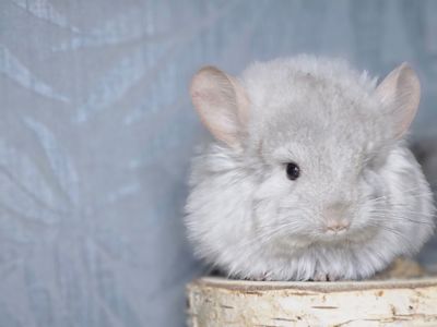 Маленькі і Дуже Гарні Шиншилята