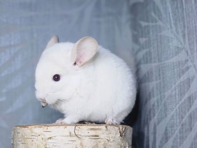 Маленькі і Дуже Гарні Шиншилята