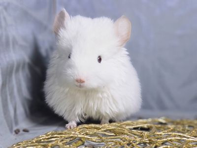 Маленькі і Дуже Гарні Шиншилята