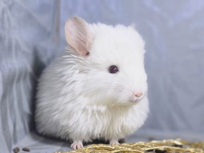 Маленькі і Дуже Гарні Шиншилята