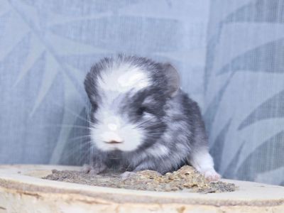 Маленькі і Дуже Гарні Шиншилята