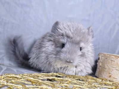 Маленькі і Дуже Гарні Шиншилята