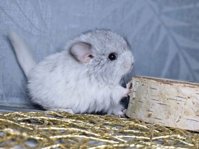 Маленькі і Дуже Гарні Шиншилята