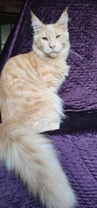 Крем мальчик мейн кун