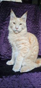 Крем мальчик мейн кун