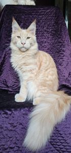 Крем мальчик мейн кун