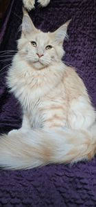 Пломбир мальчик мейн кун