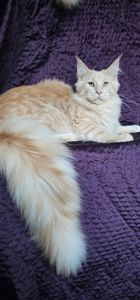 Пломбир мальчик мейн кун