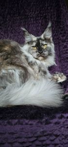 Кукольная девочка мейн кун