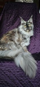 Кукольная девочка мейн кун